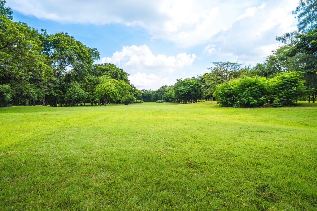 A beautiful bright sunny day with few clouds in the sky at a Oxford, NC park with just green grass and tress to see. Little pink flowers and a few fallen leaves on the ground.